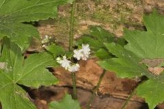Canada Waterleaf, Hydrophyllum canadense Canada Waterleaf, Hydrophyllum canadense