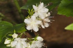 Canada Waterleaf, Hydrophyllum canadense Canada Waterleaf, Hydrophyllum canadense