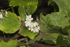 Canada Waterleaf, Hydrophyllum canadense Canada Waterleaf, Hydrophyllum canadense