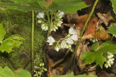 Canada Waterleaf, Hydrophyllum canadense Canada Waterleaf, Hydrophyllum canadense