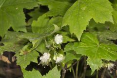 Canada Waterleaf, Hydrophyllum canadense Canada Waterleaf, Hydrophyllum canadense