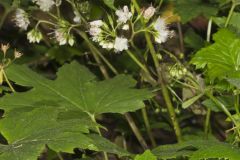 Canada Waterleaf, Hydrophyllum canadense Canada Waterleaf, Hydrophyllum canadense