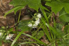 Canada Waterleaf, Hydrophyllum canadense Canada Waterleaf, Hydrophyllum canadense