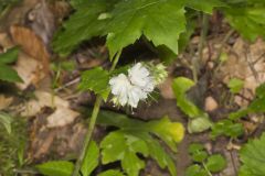 Canada Waterleaf, Hydrophyllum canadense Canada Waterleaf, Hydrophyllum canadense