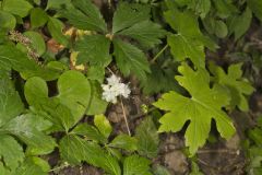 Canada Waterleaf, Hydrophyllum canadense Canada Waterleaf, Hydrophyllum canadense