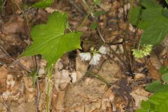 Canada Waterleaf, Hydrophyllum canadense Canada Waterleaf, Hydrophyllum canadense