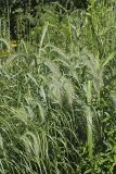 Canada Wild Rye, Elymus canadensis