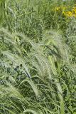 Canada Wild Rye, Elymus canadensis