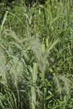 Canada Wild Rye, Elymus canadensis