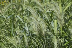 Canada Wild Rye, Elymus canadensis