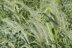 Canada Wild Rye, Elymus canadensis