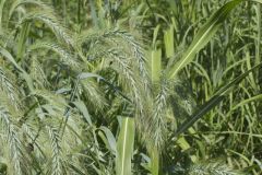 Canada Wild Rye, Elymus canadensis
