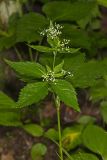 Canadian Honewort, Cryptotaenia canadensis