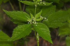 Canadian Honewort