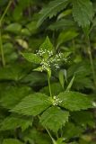 Canadian Honewort, Cryptotaenia canadensis