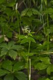 Canadian Honewort, Cryptotaenia canadensis