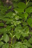 Canadian Honewort, Cryptotaenia canadensis
