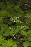 Canadian Honewort, Cryptotaenia canadensis