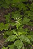 Canadian Honewort, Cryptotaenia canadensis