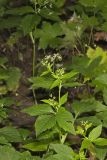 Canadian Honewort, Cryptotaenia canadensis
