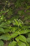 Canadian Honewort, Cryptotaenia canadensis
