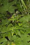 Canadian Honewort, Cryptotaenia canadensis