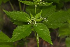 Canadian Honewort, Cryptotaenia canadensis