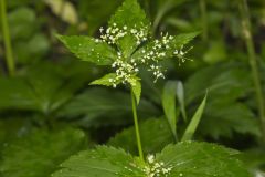 Canadian Honewort, Cryptotaenia canadensis