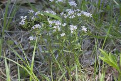 Canadian Summer Bluet, Houstonia canadensis