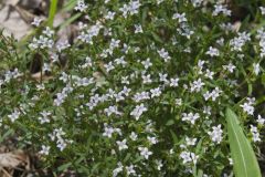 Canadian Summer Bluet, Houstonia canadensis