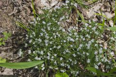 Canadian Summer Bluet, Houstonia canadensis