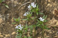 Canadian Summer Bluet, Houstonia canadensis