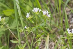 Canadian Summer Bluet, Houstonia canadensis