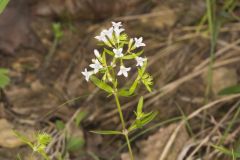 Canadian Summer Bluet, Houstonia canadensis