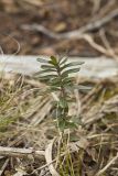 Canby's mountain-lover, Paxistima canbyi