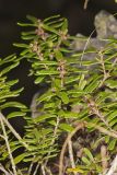 Canby's mountain-lover, Paxistima canbyi