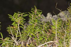 Canby's mountain-lover, Paxistima canbyi