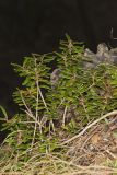 Canby's mountain-lover, Paxistima canbyi