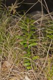 Canby's mountain-lover, Paxistima canbyi