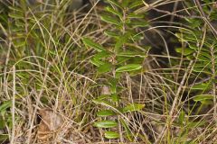 Canby's mountain-lover, Paxistima canbyi