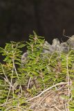 Canby's mountain-lover, Paxistima canbyi