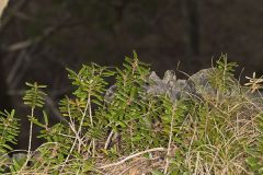 Canby's mountain-lover, Paxistima canbyi