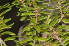 Canby's Mountain-lover, Paxistima canbyi