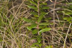 Canby's Mountain-lover, Paxistima canbyi