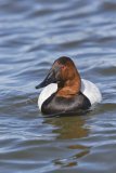 Canvasback, Aythya valisineria