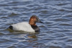Canvasback, Aythya valisineria