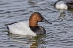 Canvasback, Aythya valisineria