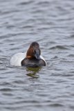 Canvasback, Aythya valisineria