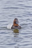 Canvasback, Aythya valisineria