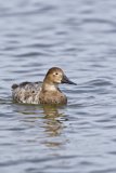 Canvasback, Aythya valisineria